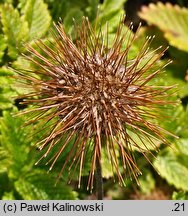 Acaena inermis (acena bezbronna)