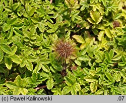 Acaena inermis (acena bezbronna)