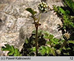 Acaena magellanica (acena wielkopręcikowa)