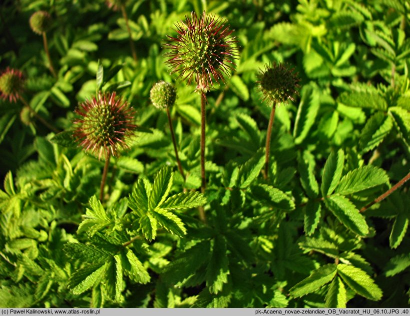 Acaena novae-zelandiae (acena nowozelandzka)