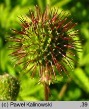 Acaena novae-zelandiae (acena nowozelandzka)