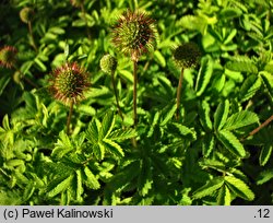 Acaena novae-zelandiae (acena nowozelandzka)