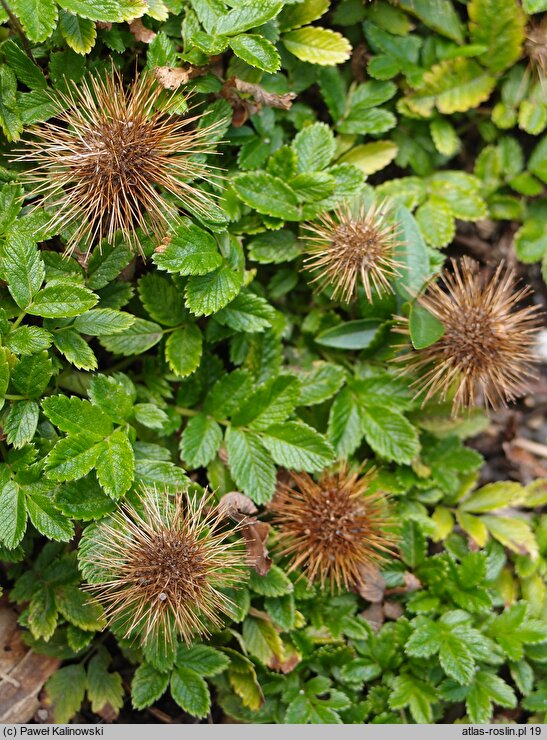 Acaena ovalifolia