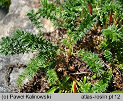 Acaena pinnatifida