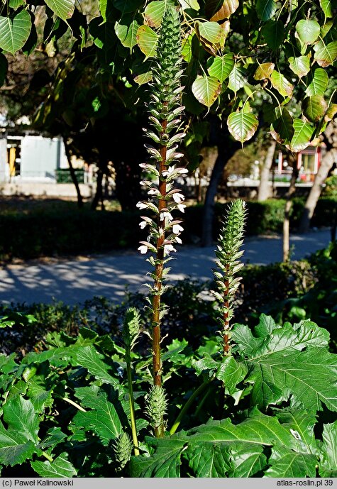 Acanthus mollis