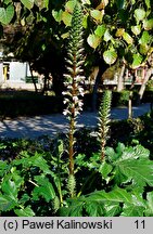 Acanthus mollis