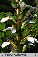 Acanthus mollis