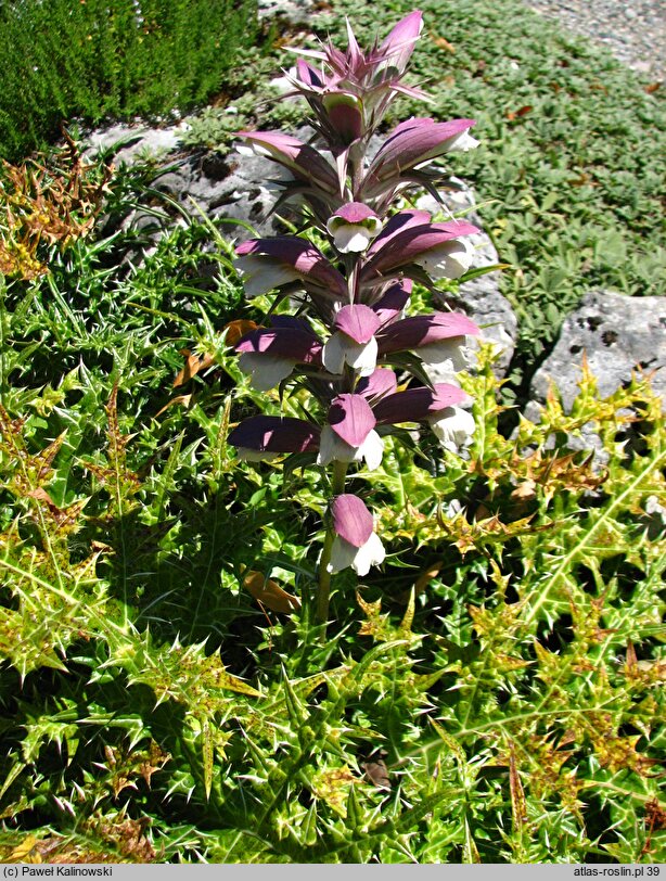 Acanthus spinosus (akant kłujący)