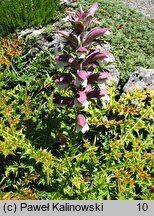 Acanthus spinosus (akant kłujący)