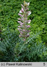 Acanthus spinosus (akant kłujący)