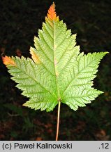 Acer argutum Maximowicz