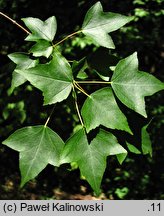 Acer buergerianum (klon trójzębny)