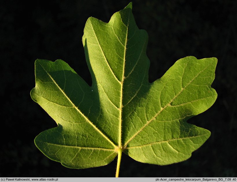 Acer campestre ssp. leiocarpum