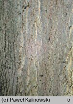 Acer cappadocicum (klon kaukaski)