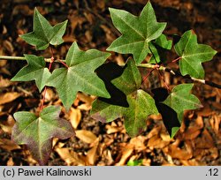 Acer cappadocicum ssp. divergens