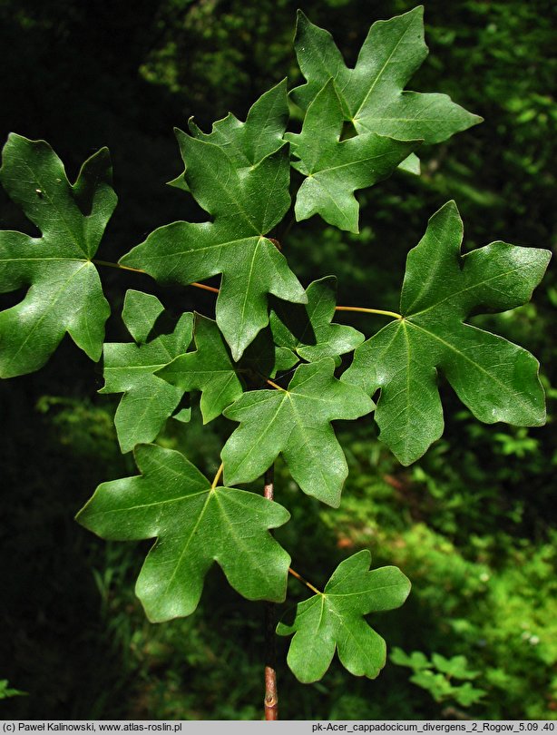 Acer cappadocicum ssp. divergens