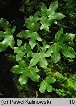 Acer cappadocicum ssp. divergens