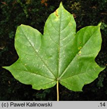 Acer cappadocicum ssp. lobelii