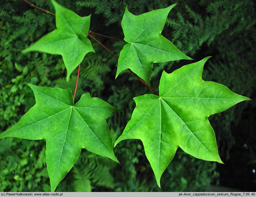 Acer cappadocicum ssp. sinicum