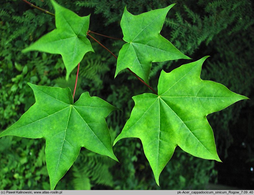 Acer cappadocicum ssp. sinicum