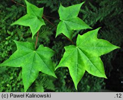 Acer cappadocicum ssp. sinicum