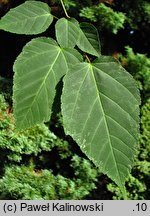 Acer caudatifolium