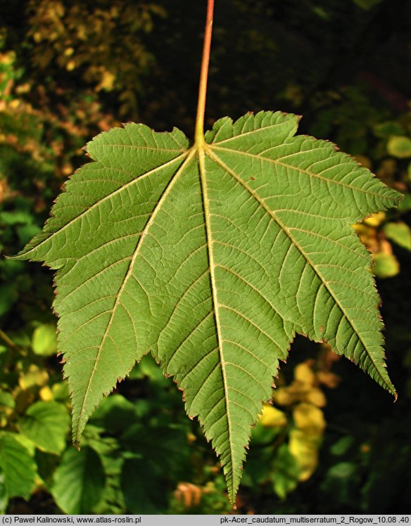 Acer caudatum var. multiserratum