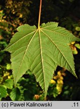 Acer caudatum var. multiserratum