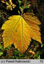 Acer caudatum ssp. ukurundense (klon ukurundzki)