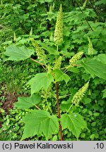 Acer caudatum ssp. ukurundense (klon ukurundzki)