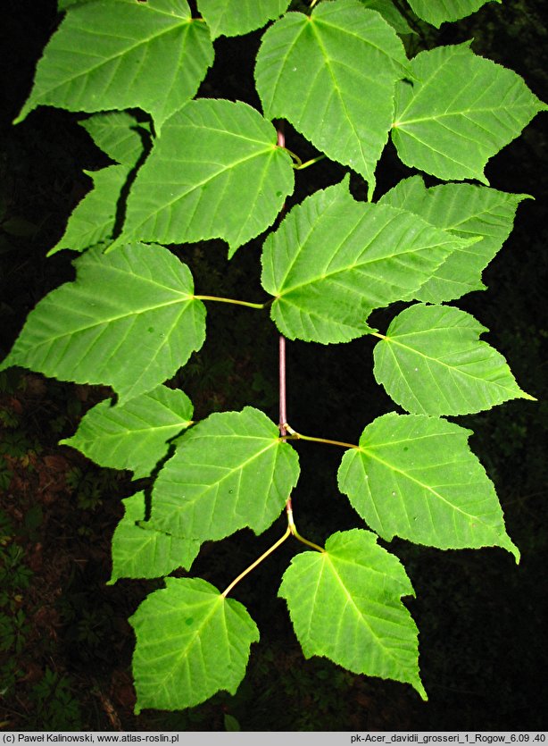 Acer davidii ssp. grosseri (klon Grossera)