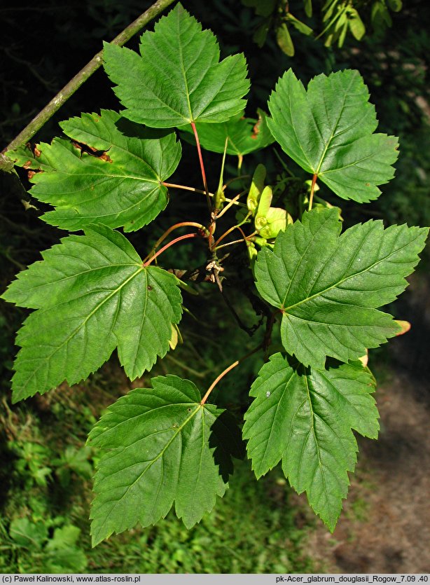 Acer glabrum var. douglasii