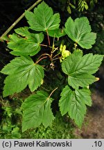 Acer glabrum var. douglasii