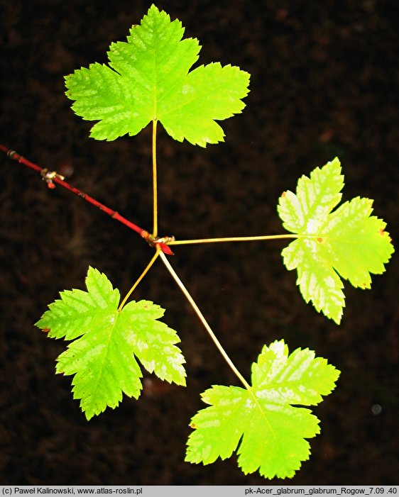 Acer glabrum var. glabrum