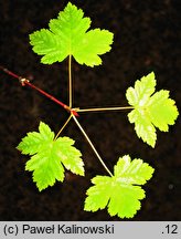 Acer glabrum var. glabrum