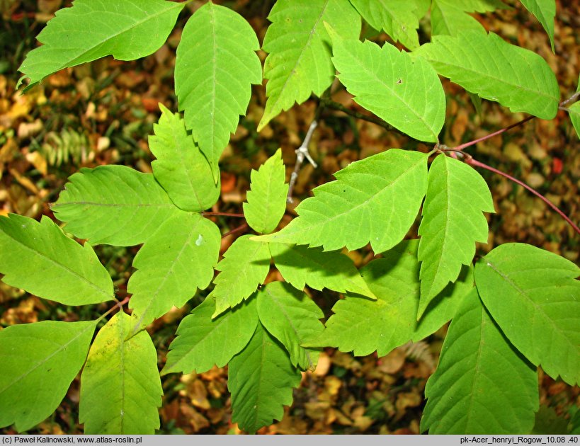 Acer henryi