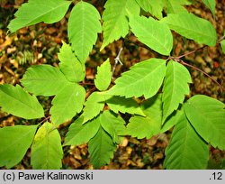 Acer henryi