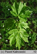 Acer hyrcanum ssp. hyrcanum
