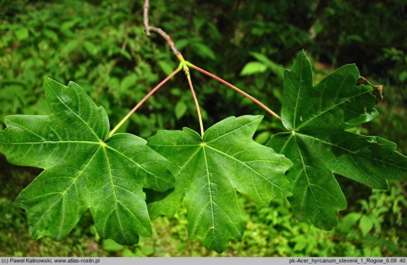 Acer hyrcanum ssp. stevenii