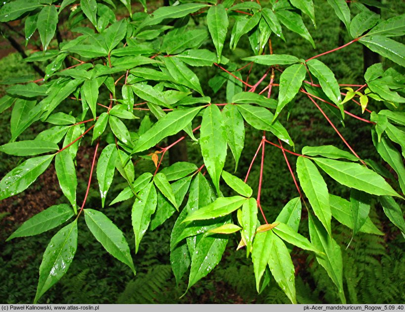 Acer mandshuricum (klon mandżurski)