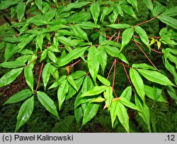 Acer mandshuricum (klon mandżurski)