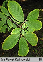 Acer maximowiczianum (klon nikkoński)