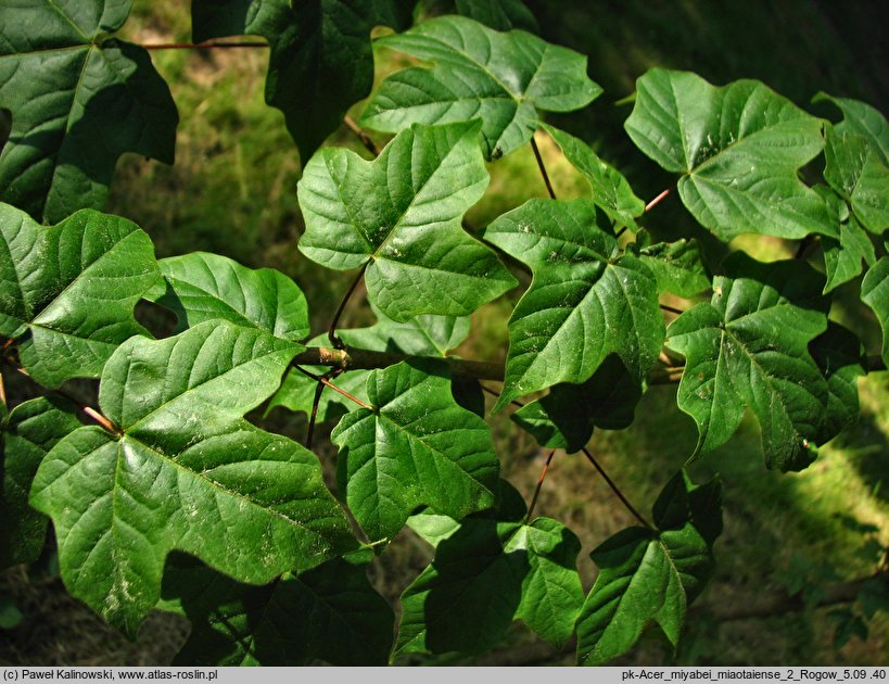 Acer miyabei ssp. miaotaiense