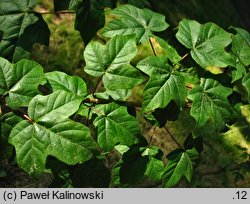 Acer miyabei ssp. miaotaiense