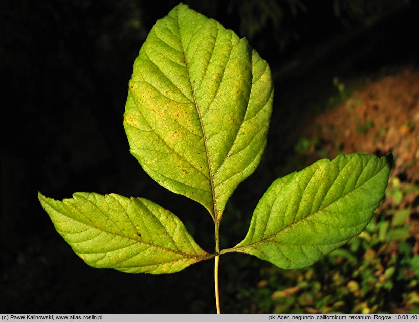 Acer negundo ssp. californicum var. texanum