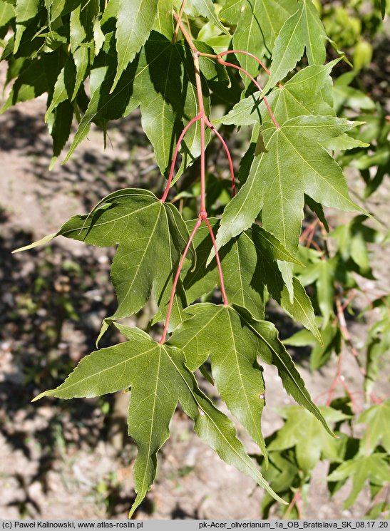 Acer oliverianum