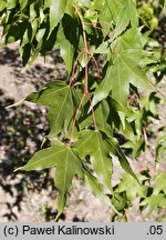 Acer oliverianum