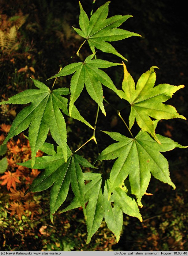 Acer palmatum ssp. amoenum