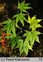 Acer palmatum ssp. amoenum