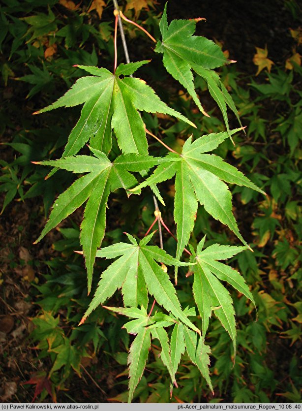 Acer palmatum ssp. matsumurae